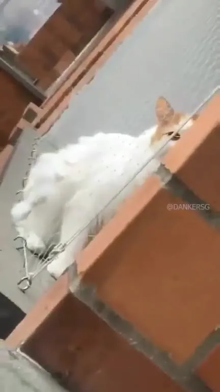 Кот выглядывает из-за кирпичной стены