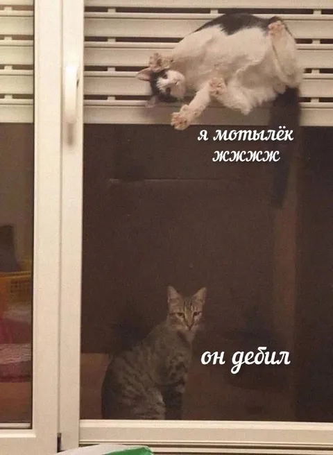 Кот считает себя мотыльком
