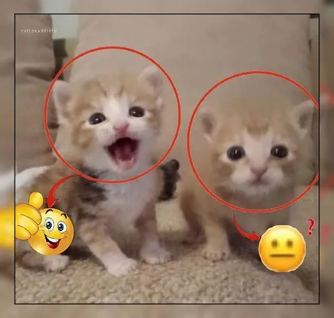Котёнок кричит, котёнок не понимает