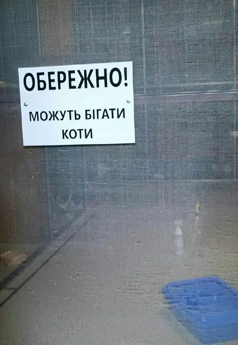 Обережно, можуть бігати коти
