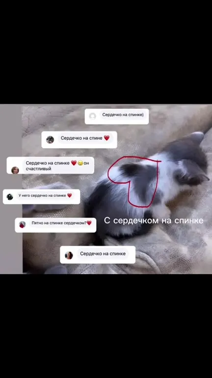 Как котёнок стал частью семьи