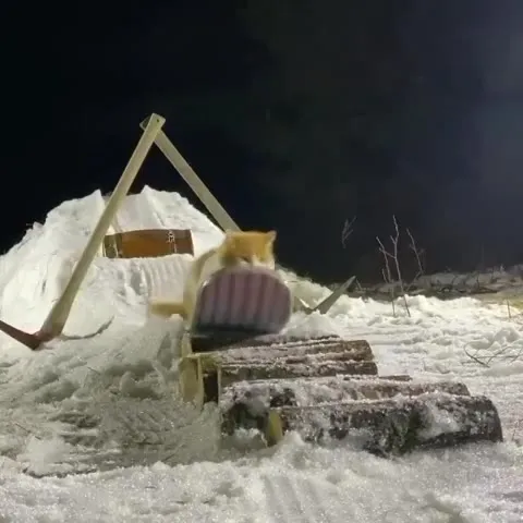 Кот катается на скейтборде по снегу