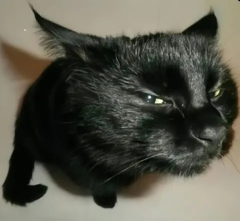 Недовольный чёрный кот