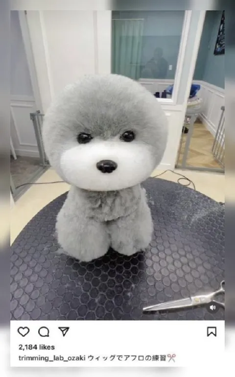 アフロの練習をする犬