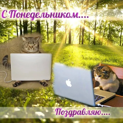 Коты поздравляют с понедельником