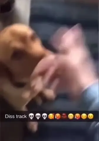Diss Track Dog Reaction