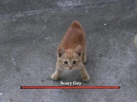 Scary Guy Kitten