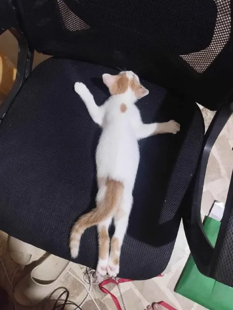 Кот растянулся на стуле