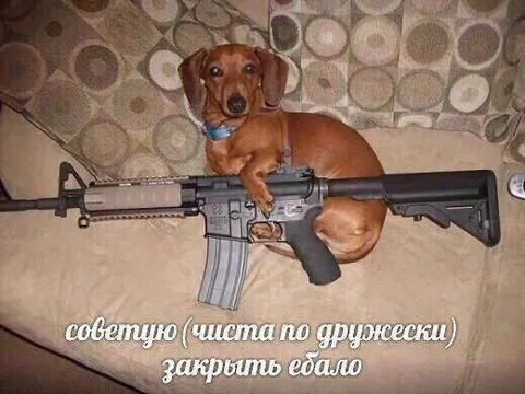 Такса советует закрыть ебало