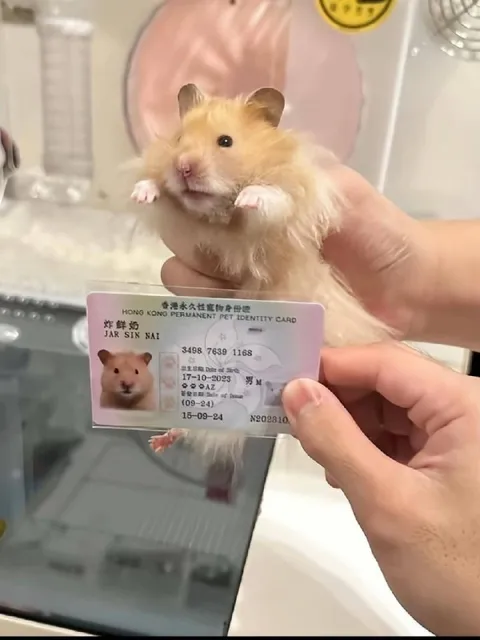 Hamster With a Pet ID Card