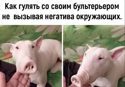 Как гулять с бультерьером