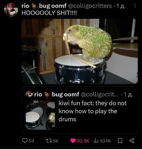 Kiwi Tries to Play Drums