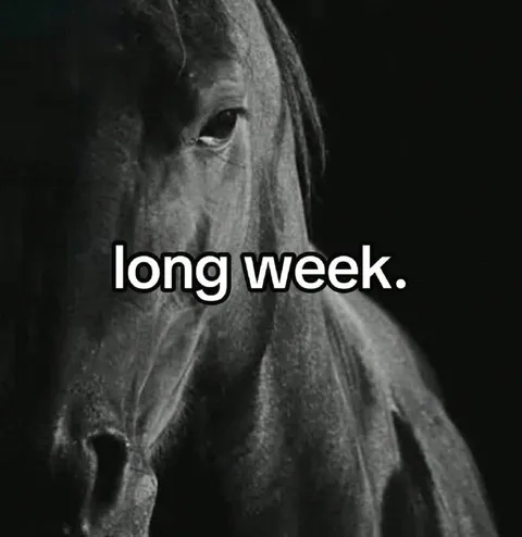 Long Week Horse