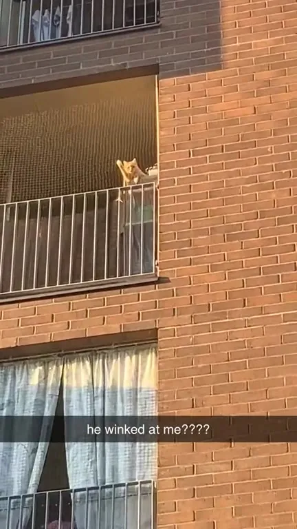 Cat Winks from the Balcony