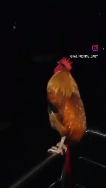 Broken Cock vs Broken Mouse