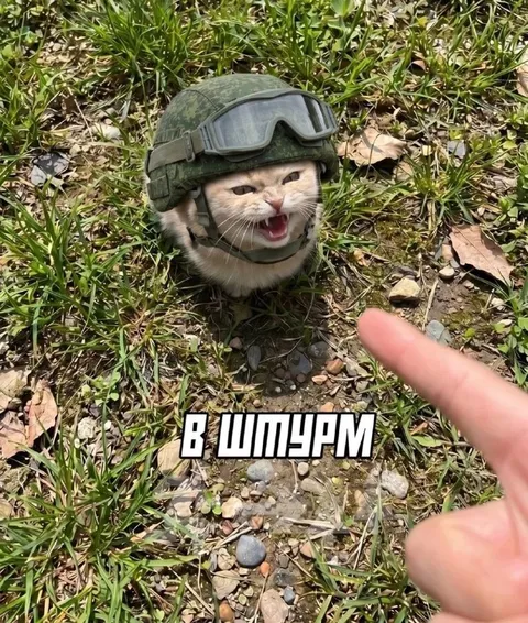 Кот в штурме