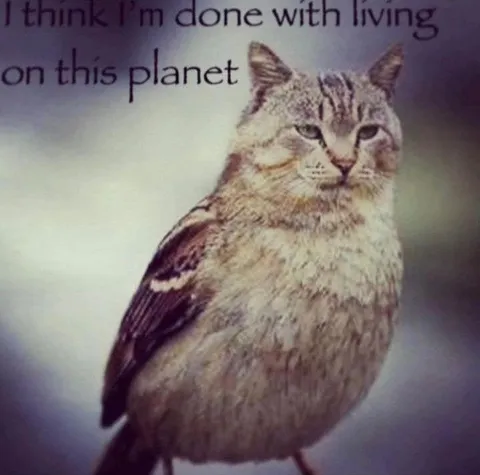 Cat Is Done With Earth