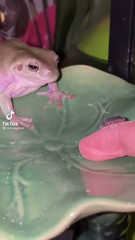 Frog Regrets Eating the Bug
