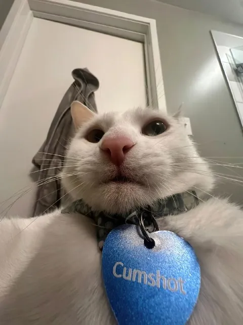Cat Wearing a Cumshot Tag