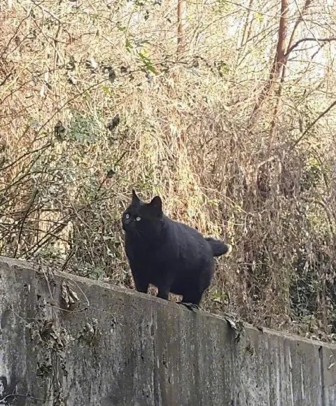 Чёрный кот на заборе