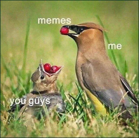 Me Feeding You Guys Memes