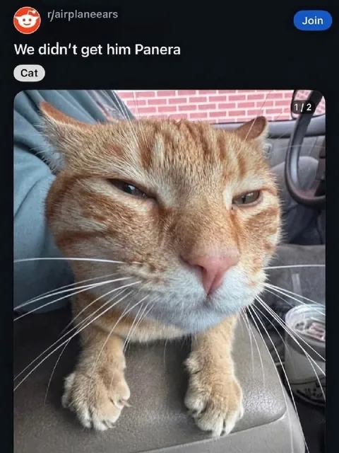 Cat Didn’t Get Panera