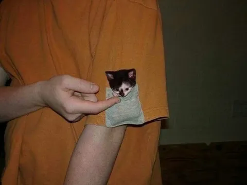 Котёнок в кармане