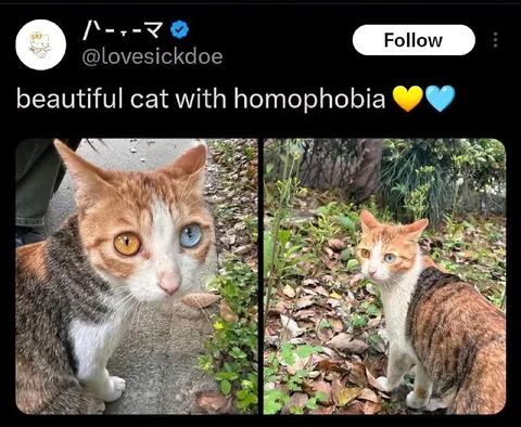 Beautiful Cat With Homophobia