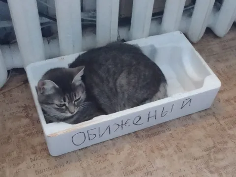 Обиженный кот в коробке