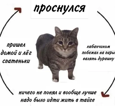 Кот пошёл жить в тайгу