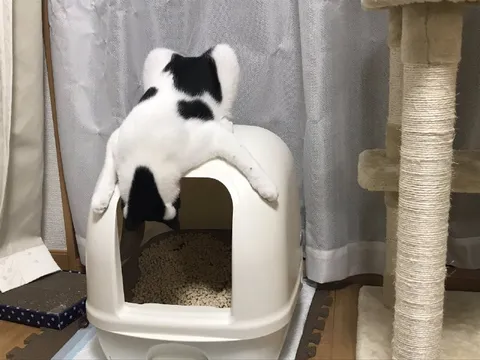 Кот охраняет лоток