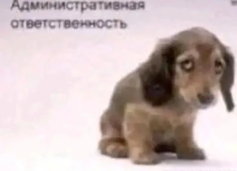 Административная ответственность щенка
