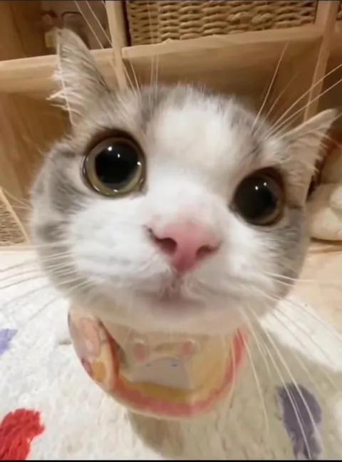 Котик внимательно смотрит