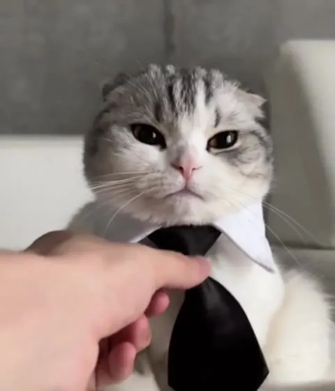 Кот на важной встрече