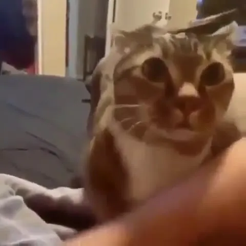 Кот, который всё терпит