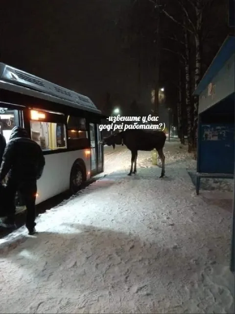 Лось пришёл на работу