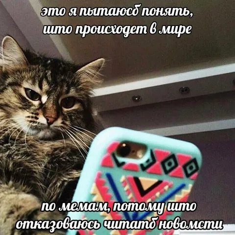Кот пытается понять новости