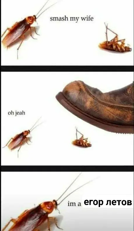 Cockroach Smashes His Wife