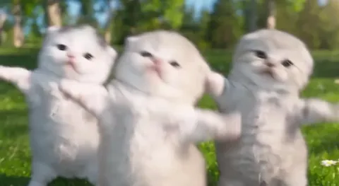 Танцующие котята на лугу