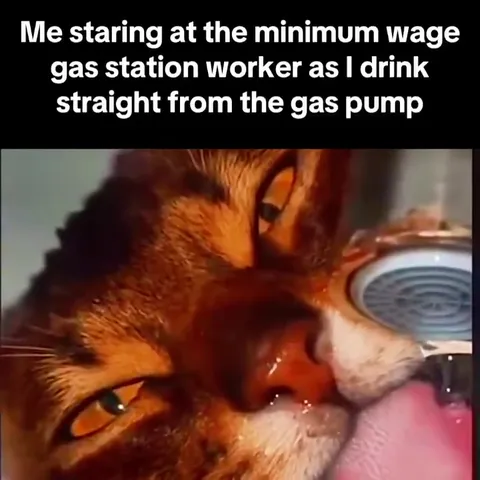 Cat Drinks From Gas Pump