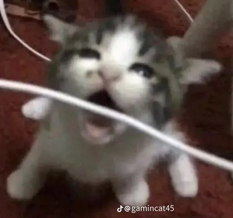 Кот кричит за проводом