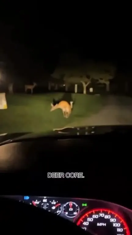 Deer Core Compilation