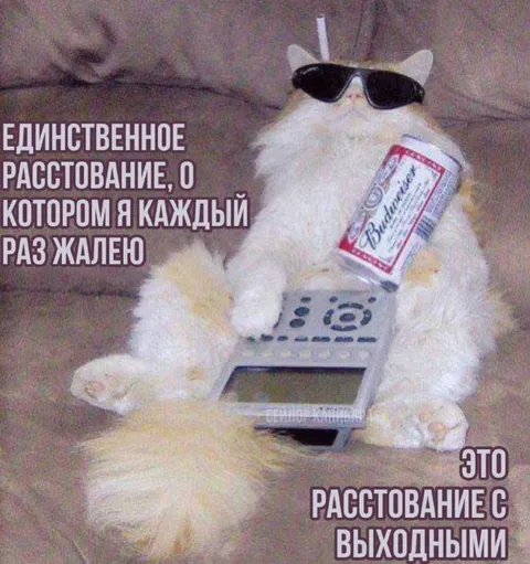 Кот жалеет о расставании с выходными