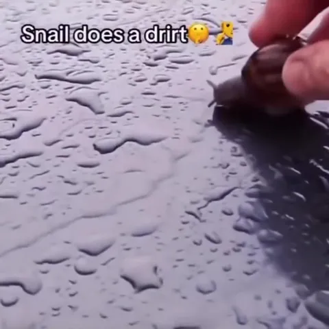 Snail Does a Drirt