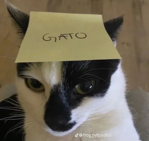 Gato con etiqueta