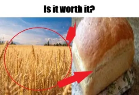 Is It Worth It Wheat Bread