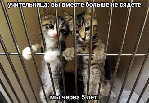 Котята вместе через пять лет