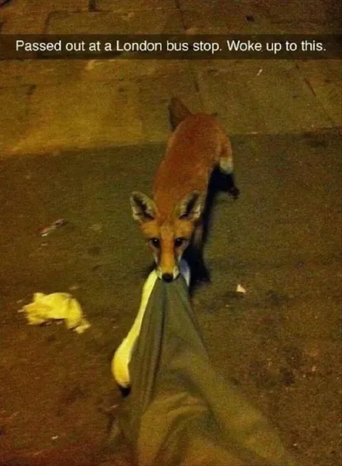 Fox Steals an Umbrella