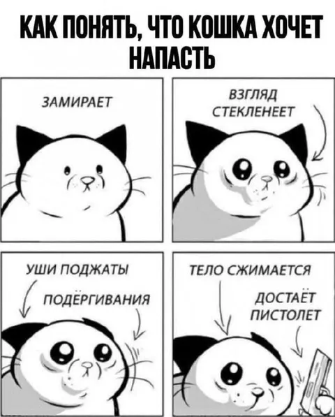 Как понять, что кошка хочет напасть
