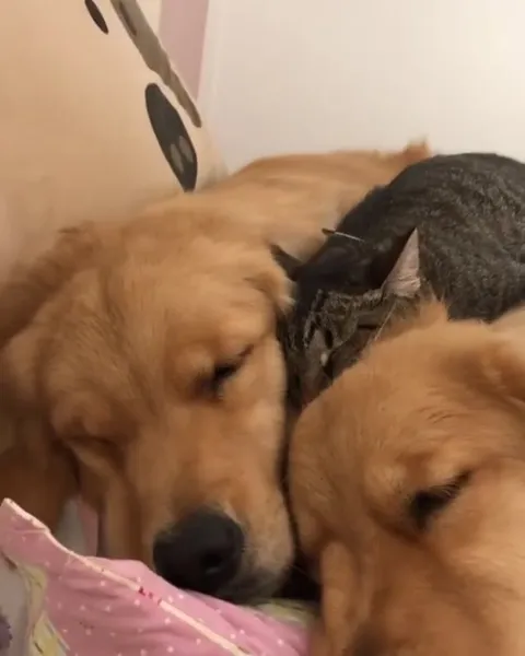 Кошка спит на двух собаках